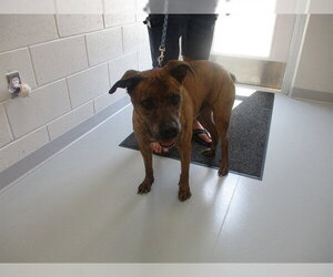 Boxer-Unknown Mix Dogs for adoption in Ocala, FL, USA