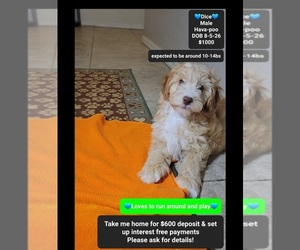 Havapoo Puppy for sale in TUCSON, AZ, USA