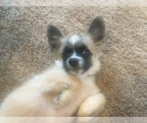 Shiranian Puppy for sale in WAYNESBORO, VA, USA
