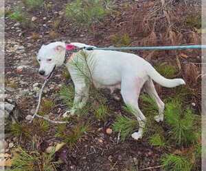 American Pit Bull Terrier-Staffordshire Bull Terrier Mix Dogs for adoption in Holly Springs, NC, USA