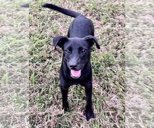 Labrador Retriever-Unknown Mix Dogs for adoption in Rockaway, NJ, USA