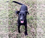 Small Labrador Retriever Mix