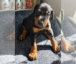 Puppy Gunner Doberman Pinscher