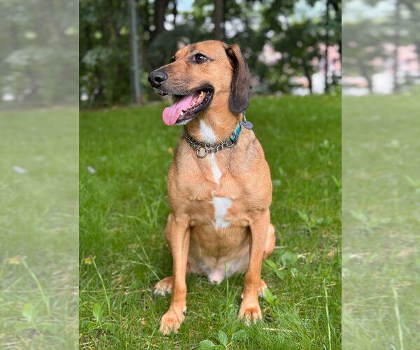 Medium Photo #4 Mutt Puppy For Sale in Elmsford, NY, USA