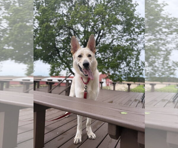 Medium Photo #1 Unknown-white german shepherd Mix Puppy For Sale in Hinckley, IL, USA