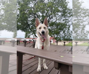 Unknown-white german shepherd Mix Dogs for adoption in Hinckley, IL, USA