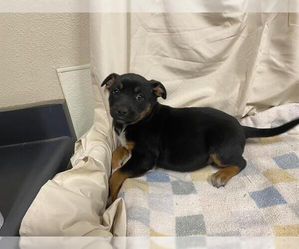 Medium Photo #1 Texas Heeler-Unknown Mix Puppy For Sale in Modesto, CA, USA