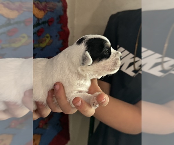 Medium Photo #8 Pembroke Welsh Corgi-Poodle (Miniature) Mix Puppy For Sale in LONGMONT, CO, USA