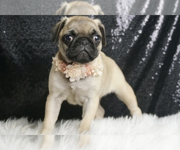 Medium Photo #6 Pug Puppy For Sale in WARSAW, IN, USA