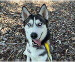 Small #3 Siberian Husky