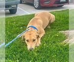 Small American Staffordshire Terrier-Labrador Retriever Mix