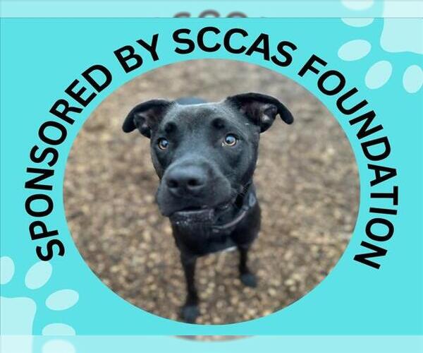 Medium Photo #2 Labrador Retriever-Unknown Mix Puppy For Sale in Santa Cruz, CA, USA