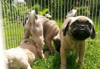 Puginese Puppy for sale in WESTMORELAND, NH, USA