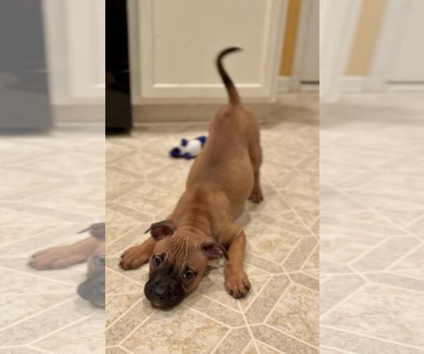 Medium Photo #36 Boxer-Unknown Mix Puppy For Sale in Holly Springs, NC, USA