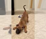 Small #35 Boxer Mix