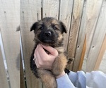 Small Photo #5 German Shepherd Dog Puppy For Sale in BELLINGHAM, WA, USA