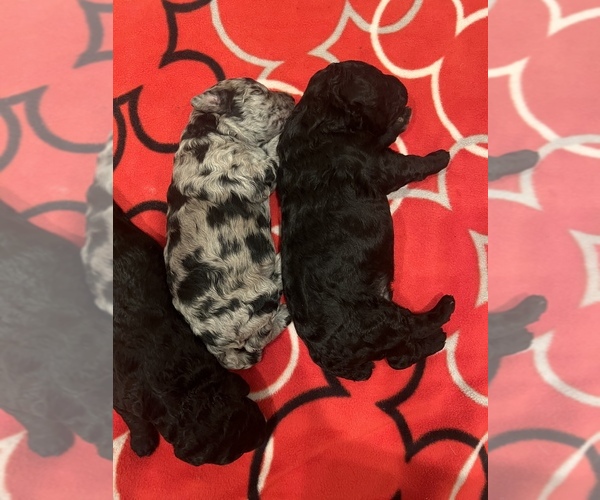 Medium Photo #5 Poodle (Standard) Puppy For Sale in SHELBY, NC, USA