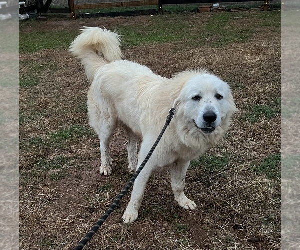 Medium Photo #12 Great Pyrenees Puppy For Sale in RUTHERFORDTON, NC, USA