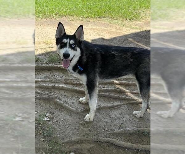 Medium Photo #3 Siberian Husky-Unknown Mix Puppy For Sale in Riverside, CA, USA