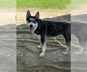 NEO - Male Siberian Husky-Unknown Mix Dog for Adoption - Photo #3