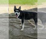 Small #2 Siberian Husky Mix