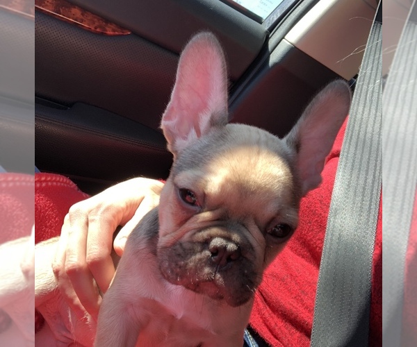 Medium Photo #5 French Bulldog Puppy For Sale in POTTER VALLEY, CA, USA