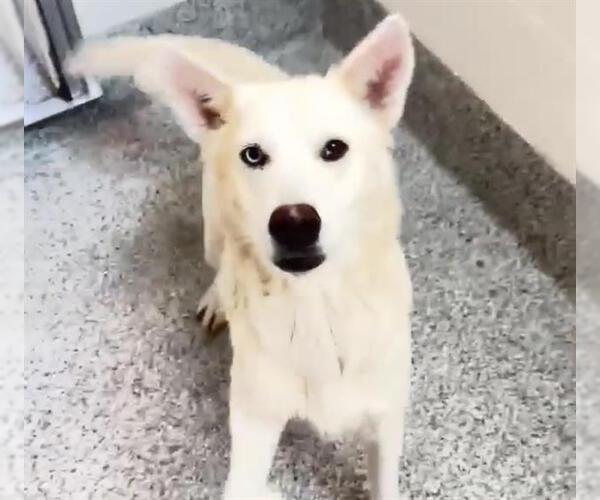 Medium Photo #2 Siberian Husky-Unknown Mix Puppy For Sale in Houston, TX, USA