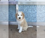 Small #3 Golden Retriever-Sheepadoodle Mix