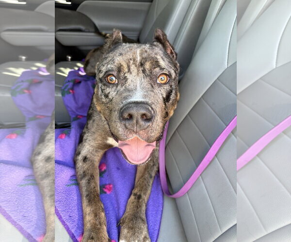 Medium Photo #6 American Bandogge mastiff Puppy For Sale in Berkeley, CA, USA