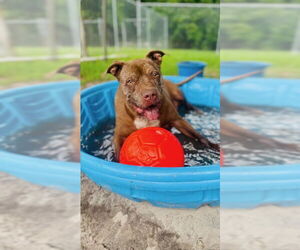 Brady - Male American Pit Bull Terrier Dog for Adoption - Photo #8