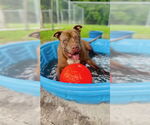 Small Photo #8 American Pit Bull Terrier Puppy For Sale in Weston, FL, USA