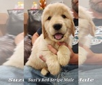 Small Photo #3 Golden Retriever Puppy For Sale in KINGMAN, AZ, USA