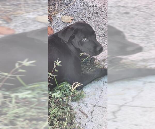 Medium Photo #1 Labrador Retriever-Unknown Mix Puppy For Sale in San Antonio, TX, USA