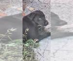 Small Labrador Retriever Mix