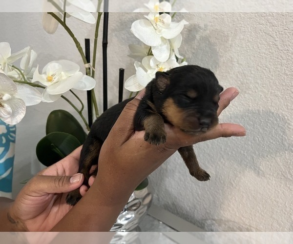 Medium Photo #15 Rottweiler Puppy For Sale in FORT WORTH, TX, USA