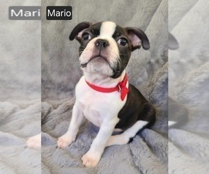 Boston Terrier Puppy for sale in MINERAL WELLS, WV, USA