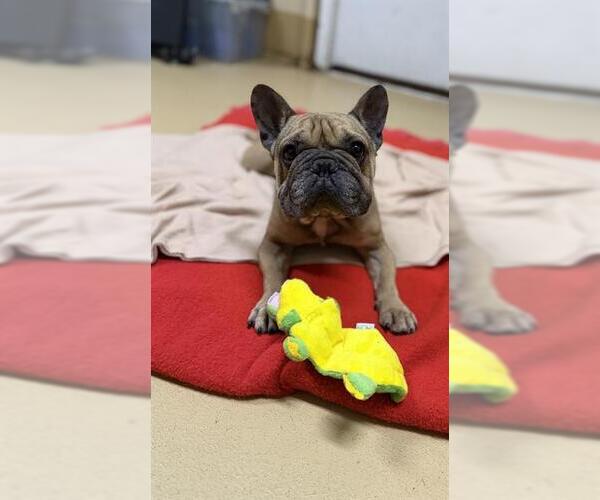 Medium Photo #1 French Bulldog Puppy For Sale in Chula Vista, CA, USA
