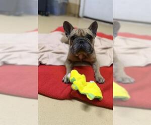 French Bulldog Dogs for adoption in Chula Vista, CA, USA