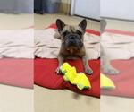 A275180 - Male French Bulldog Dog for Adoption - Small photo