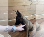 Small Photo #4 Belgian Malinois Puppy For Sale in BAKERSFIELD, CA, USA