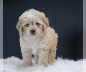 Cocker Spaniel-Poodle (Miniature) Mix Puppy for sale in FREDERICKSBG, OH, USA