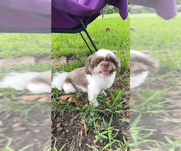 Medium Photo #2 Shih Tzu Puppy For Sale in Weston, FL, USA