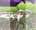 Small #1 Shih Tzu