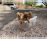 Small #3 Goldendoodle