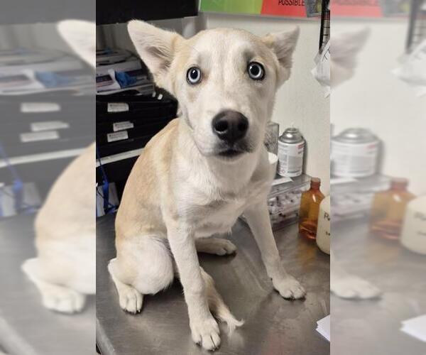Medium Photo #1 Siberian Husky-Unknown Mix Puppy For Sale in Bakersfield, CA, USA