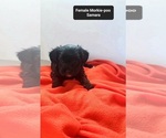 Small #1 Morkie Poo (Toy)