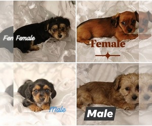 Dorkie Puppy for sale in BURLINGTON, MA, USA