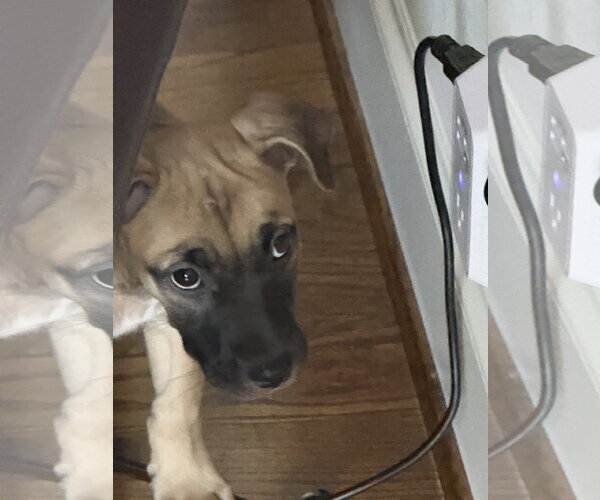 Medium Photo #2 Mastiff-Unknown Mix Puppy For Sale in The Woodlands, TX, USA