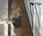 Small #1 Mastiff Mix