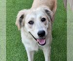 Small #4 Great Pyrenees Mix